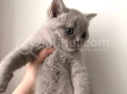 Lilac Erkek Gri Dişi