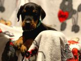 Doberman Yavruları