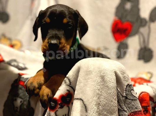 Doberman Yavruları görsel