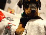 Doberman Yavruları
