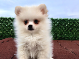 Pomeranian Boo