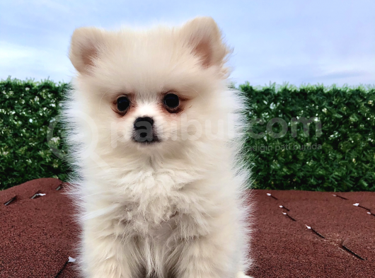 Pomeranian Boo görsel