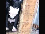 Son 1 Dişi Bully Mix