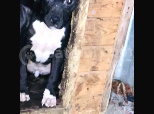 Son 1 Dişi Bully Mix