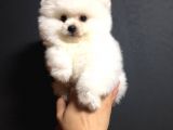 Pomeranian Boo Yavrularımız