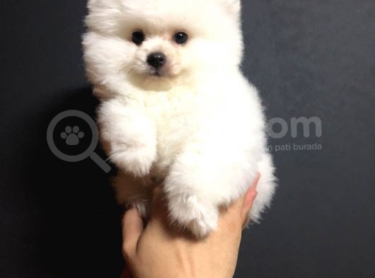 Pomeranian Boo Yavrularımız görsel
