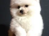 Pomeranian Boo Yavrularımız