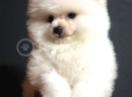 Pomeranian Boo Yavrularımız