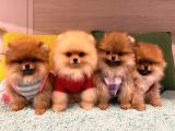 Pomeranian Boo Yavruları