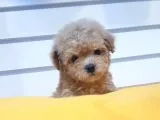 Pomeranian Boo Yavruları