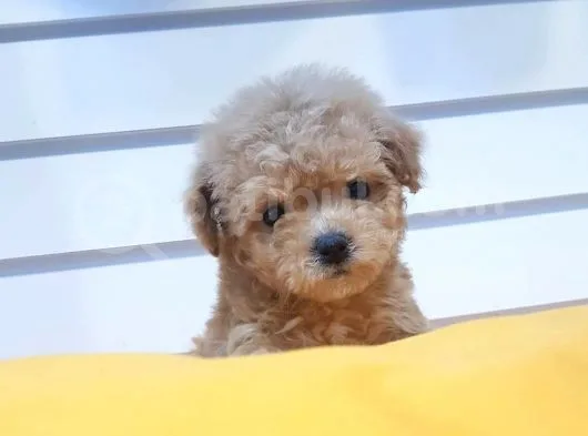 Pomeranian Boo Yavruları