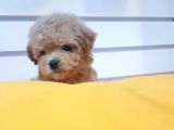 Pomeranian Boo Yavruları