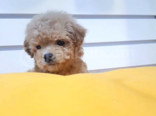 Pomeranian Boo Yavruları görsel