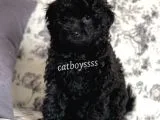 Siyah (Black) Dişi Toy Poodle Yavrumuz