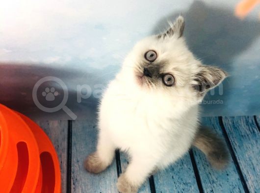 Scotti̇sh Strai̇ght Blue Poi̇nt Di̇şi̇ Yavru görsel