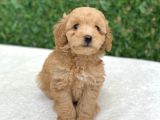 Anne Altından Safkan Toy Poodle