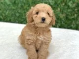 Anne Altından Safkan Toy Poodle