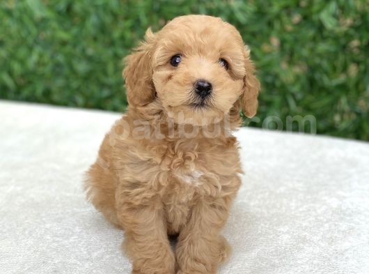 Anne Altından Safkan Toy Poodle görsel
