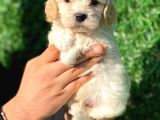 Anne Altından Gerçek Malti̇poo
