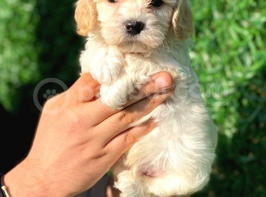 Anne Altından Gerçek Malti̇poo görsel