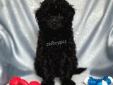 Sevimli Siyah Dişi Toy Poodle Yavrumuz