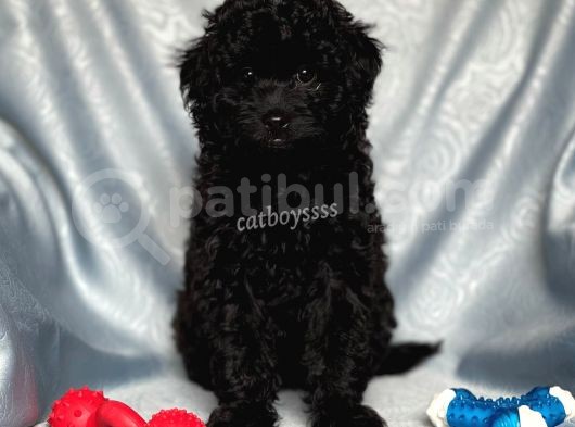 Sevimli Siyah Dişi Toy Poodle Yavrumuz görsel