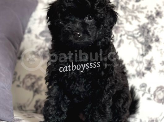 Siyah (Black) Dişi Toy Poodle Yavrumuz görsel