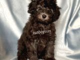 Silver Gümüş Renk Erkek Toy Poodle Yavrumuz