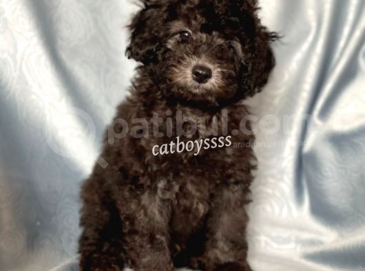 Silver Gümüş Renk Erkek Toy Poodle Yavrumuz görsel