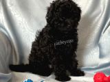 Sevimli Siyah Dişi Toy Poodle Yavrumuz