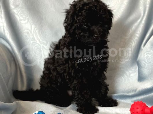 Sevimli Siyah Dişi Toy Poodle Yavrumuz görsel