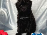 Sevimli Siyah Dişi Toy Poodle Yavrumuz