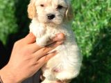 Anne Altından Gerçek Malti̇poo