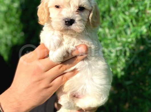 Anne Altından Gerçek Malti̇poo görsel