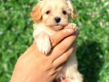 Anne Altından Malti̇poo Bebeklerimiz