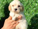 Anne Altından Gerçek Malti̇poo