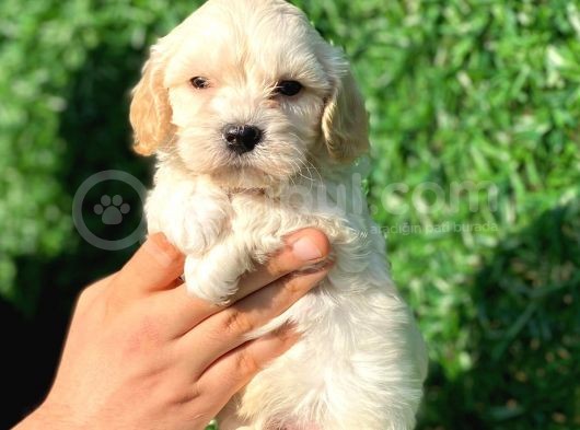 Anne Altından Gerçek Malti̇poo görsel