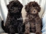 Silver & Black Toy Poodle Yavrularımız