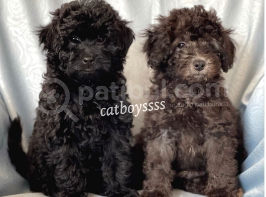 Silver & Black Toy Poodle Yavrularımız görsel