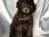 Silver Gümüş Renk Erkek Toy Poodle Yavrumuz