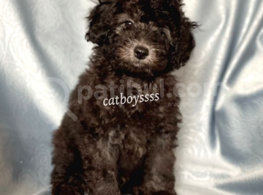 Silver Gümüş Renk Erkek Toy Poodle Yavrumuz görsel