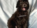 Silver Gümüş Renk Erkek Toy Poodle Yavrumuz
