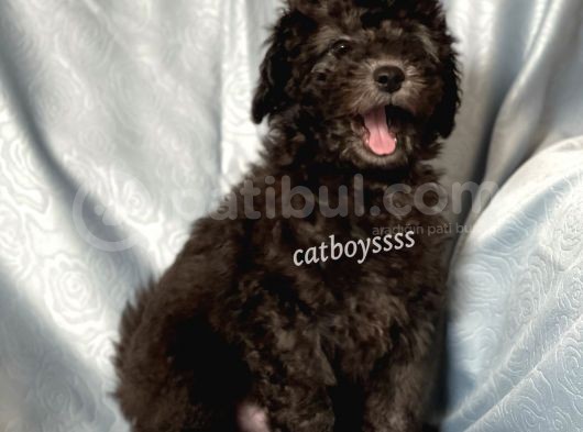 Silver Gümüş Renk Erkek Toy Poodle Yavrumuz görsel