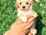 Anne Altından Malti̇poo Bebeklerimiz