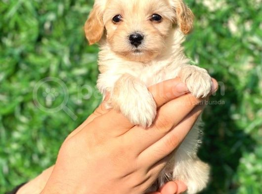 Anne Altından Malti̇poo Bebeklerimiz görsel