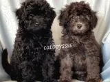 Silver & Black Toy Poodle Yavrularımız