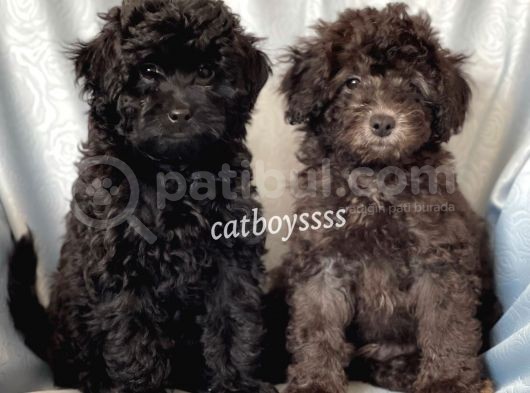 Silver & Black Toy Poodle Yavrularımız görsel