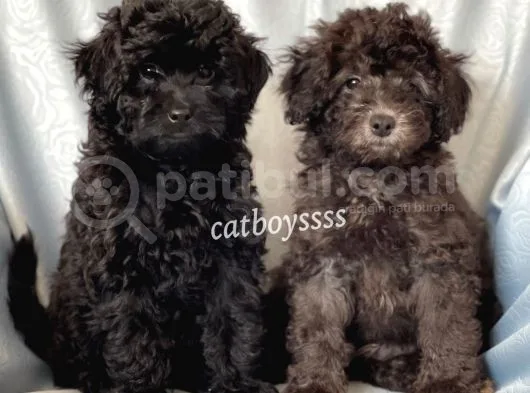 Silver & Black Toy Poodle Yavrularımız