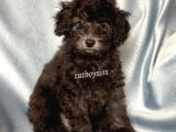 Silver Gümüş Renk Erkek Toy Poodle Yavrumuz