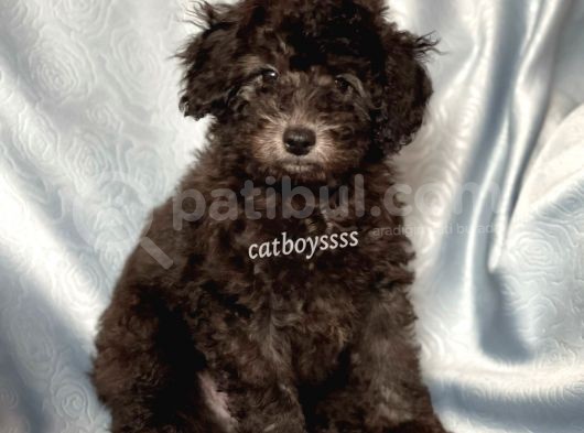 Silver Gümüş Renk Erkek Toy Poodle Yavrumuz görsel